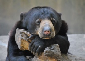 آشنایی با حیوانات تایلند