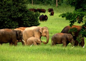 معرفی پارک های تایلند