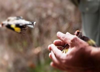 بازگشت 31 قطعه سهره طلایی در چهارمحال و بختیاری به دامان طبیعت