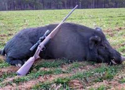 گرازها را نکشید، پلنگ ها می میرند