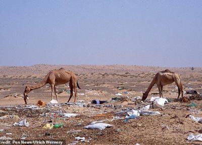 پلاستیک جمعیت شترهای امارات را کم کرد