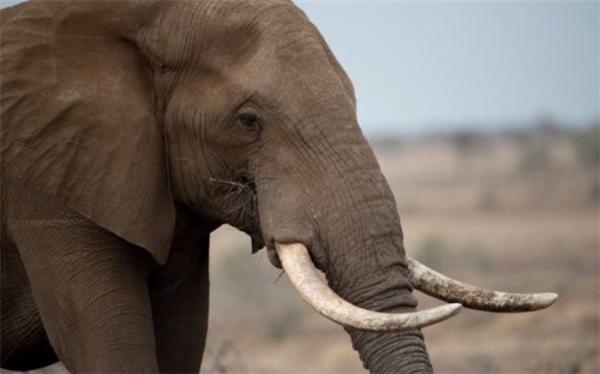 درباره بدن فیل ها چه می دانید؟