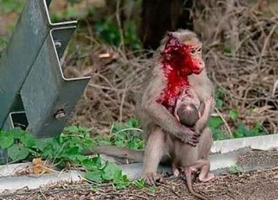 فداکاری میمون مادر تا لحظه مرگ در صحنه تصادف