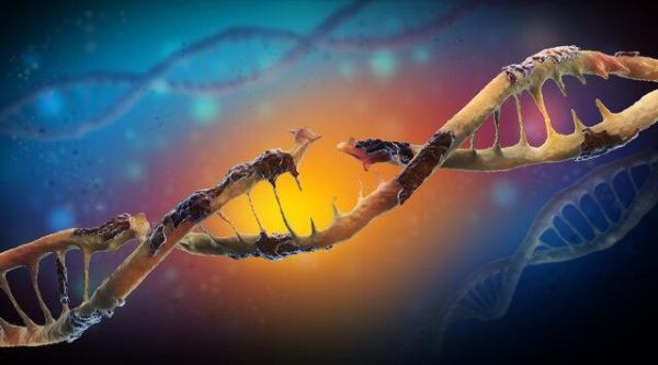 پیشگیری از سرطان پوست با ترمیم سلول های آسیب دیده DNA