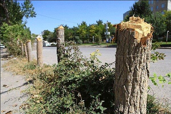 پرونده متخلفان قطع درخت در دوگنبدان تشکیل شد