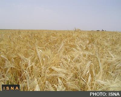 فائو: تولید جهانی گندم کم می شود