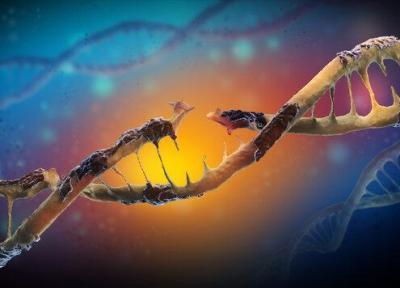 پیشگیری از سرطان پوست با ترمیم سلول های آسیب دیده DNA
