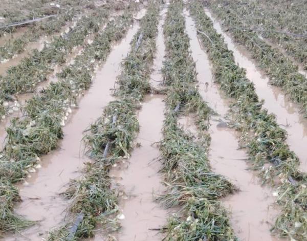 خسارت بارش شدید باران و تگرگ به کشاورزان جنوب کرمان