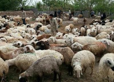 انتقال 10 هزار گوسفند از جنوب به شمال غرب برای مقابله با کمبود علوفه