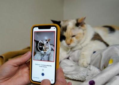 اپلیکیشنی برای تشخیص سلامت گربه ها