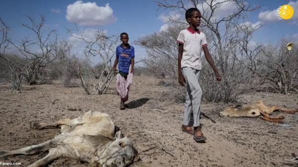 خشکسالی آفریقا بلای جان حیات وحش