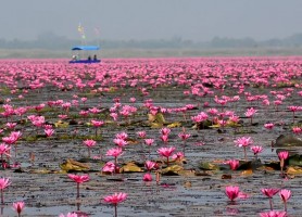 دریاچه نیلوفر قرمز در تور تایلند