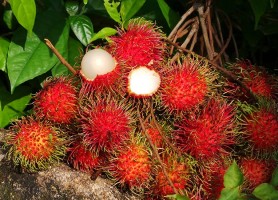 میوه های تایلندی