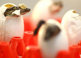 مزرعه تمساح بانکوک