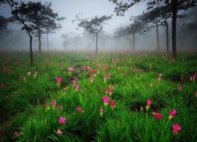 معروف ترین پارک ملی تایلند