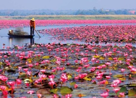 دریاچه‌ نیلوفر قرمز در تور تایلند